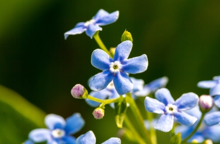 forget me not 1.jpg